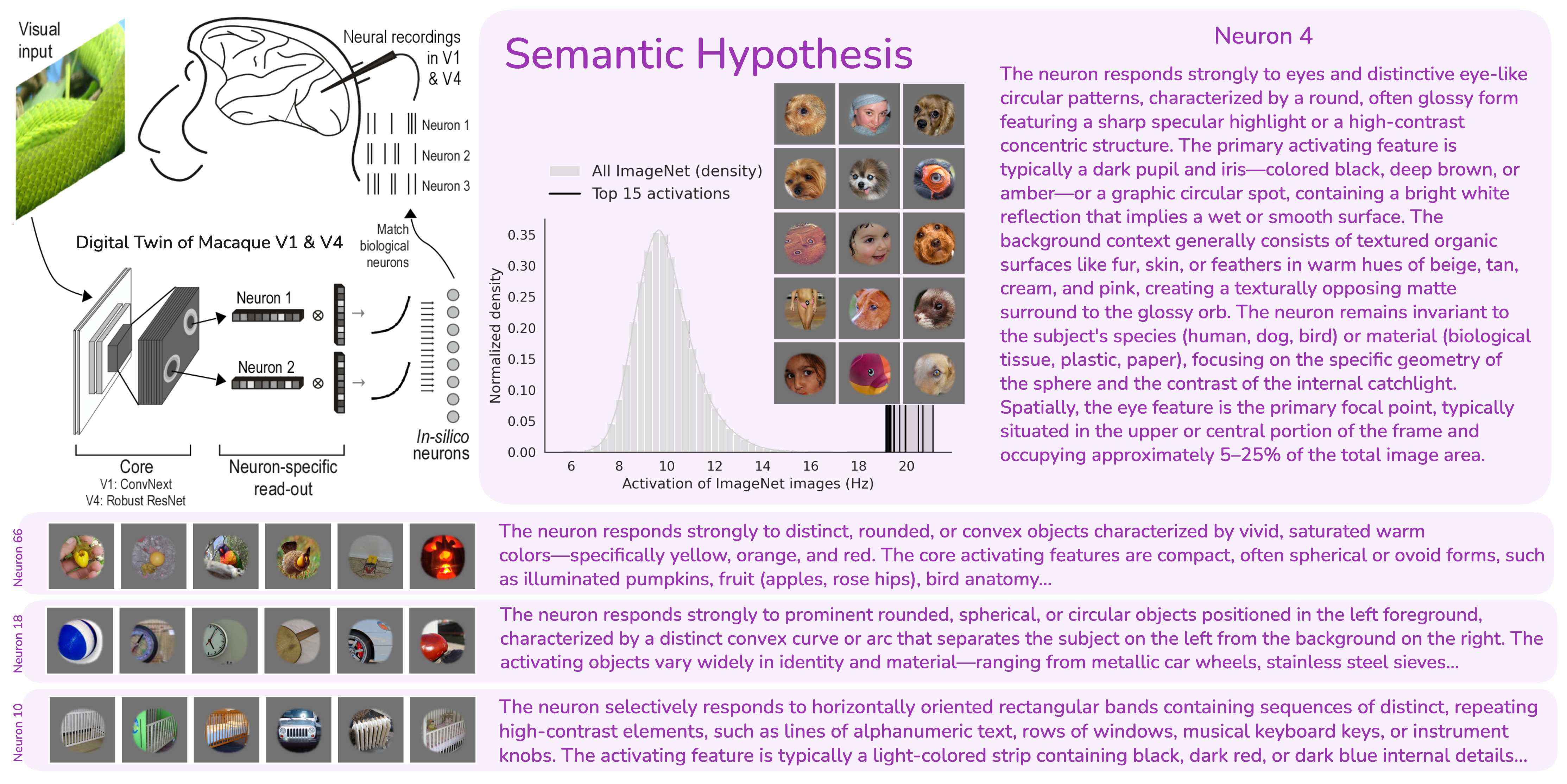 V4 semantic hypotheses