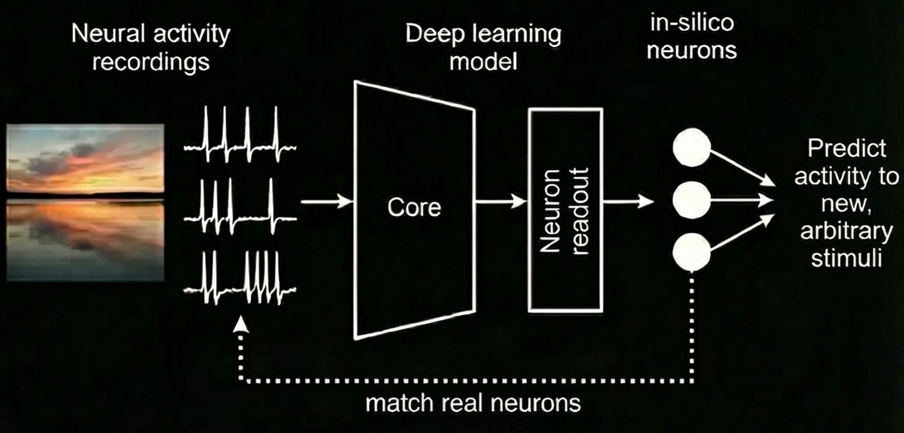 How the digital twin is trained to predict real neuron responses