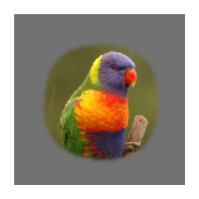Rainbow Lorikeet
